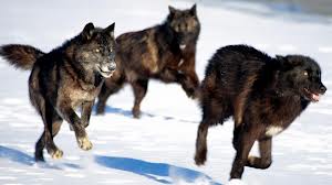 Pack of wolves